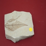 844-849. 식물화석
