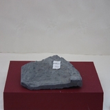850-856. 식물화석 (대표사진)