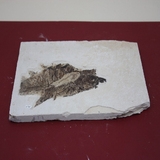 857-860. 어류화석 (대표사진)
