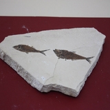 867-870. 어류화석 (대표사진)