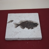 920-930. 어류화석 (대표사진)