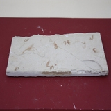 941-950. 새우화석 (대표사진)