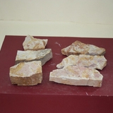961-970. 식물화석 (대표사진)