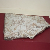971-980. 어류화석 (대표사진)