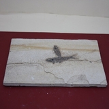 1031-1040. 어류화석 (대표사진)