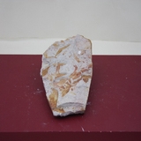 1041-1050. 식물화석 (대표사진)