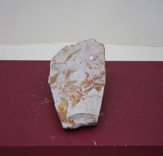 1041-1050. 식물화석 (대표사진) 1