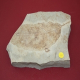 1062-1070. 식물화석 (대표사진)