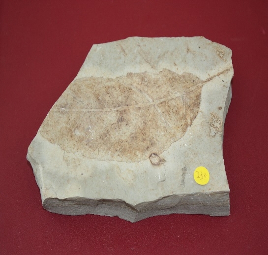1062-1070. 식물화석 (대표사진) 1