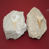 1071-1080 상어이빨화석 (대표사진)