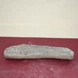1116-1118. 어류화석 (대표사진)