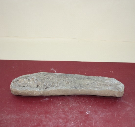 1116-1118. 어류화석 (대표사진) 1