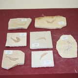 1119-1200. 어류화석 (대표사진)