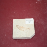 1209-1212. 어류화석 (대표사진)
