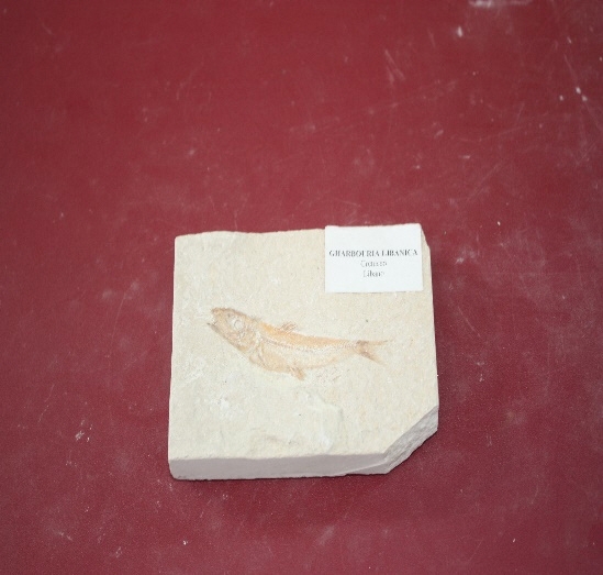 1209-1212. 어류화석 (대표사진) 1