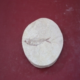 1213-1215. 어류화석