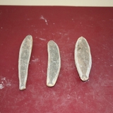 1241-1243. 어류화석 (대표사진)