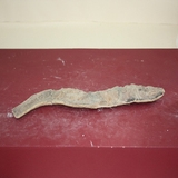 1244-1246. 어류화석 (대표사진)