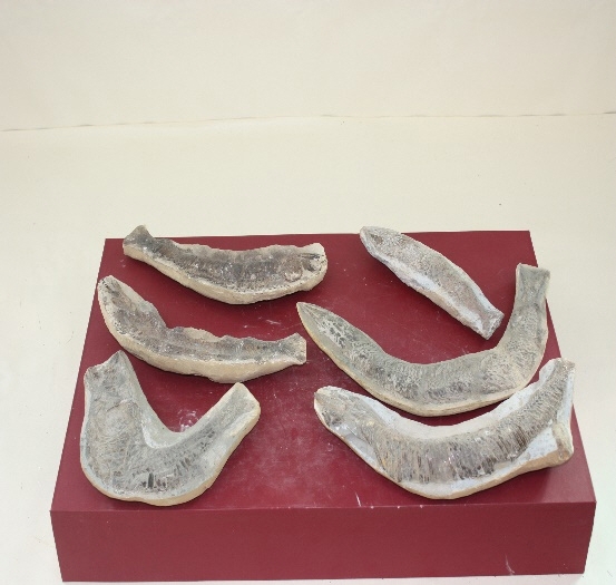 1247-1249. 어류화석 (대표사진) 1