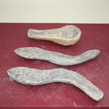 1250-1255. 어류화석 (대표사진)