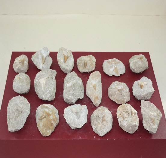 1256-1260. 상어이빨화석 (대표사진) 1