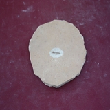1266-1270. 곤충화석 (대표사진)