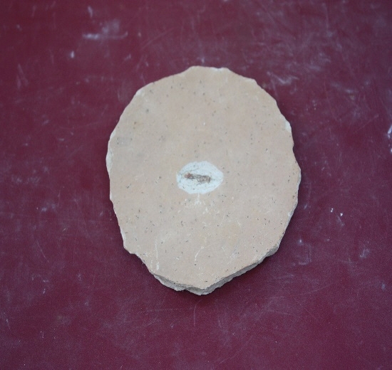 1266-1270. 곤충화석 (대표사진) 1