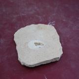 1271-1278. 곤충화석 (대표사진)