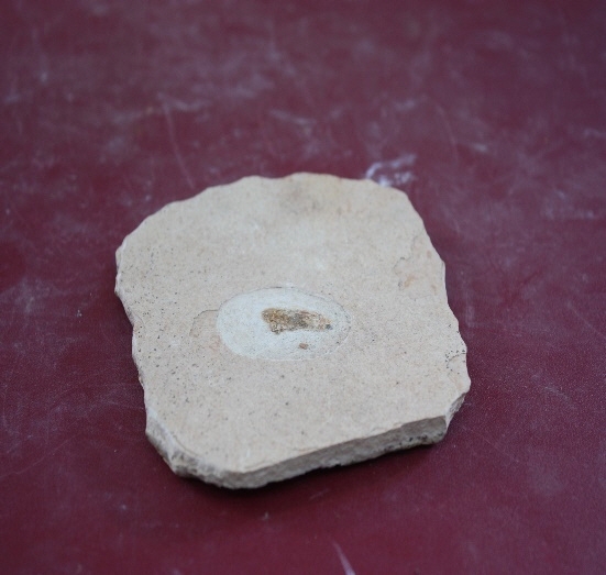 1271-1278. 곤충화석 (대표사진) 1