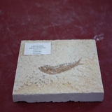 1279-1281. 어류화석 (대표사진)