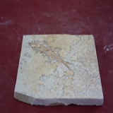 1297-1300. 어류화석 (대표사진)