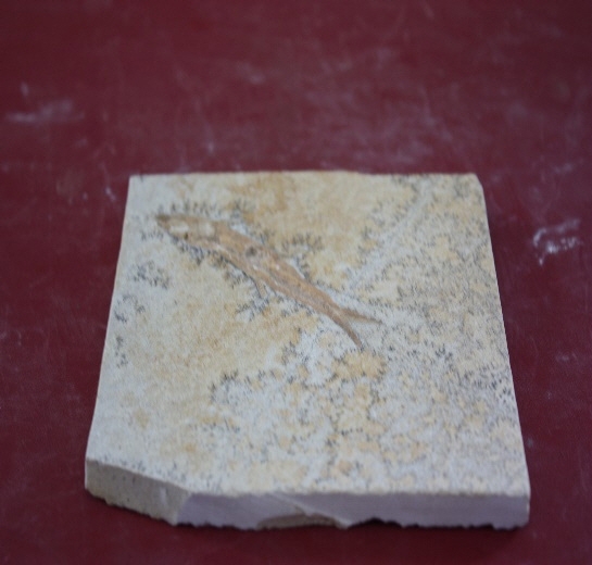 1297-1300. 어류화석 (대표사진) 1