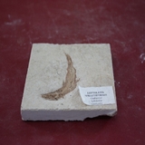 1301-1305. 어류화석 (대표사진)