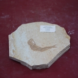 1311-1315. 어류화석 (대표사진)