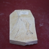 1316-1320. 어류화석 (대표사진)
