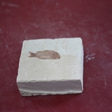 1321-1325. 어류화석 (대표사진)