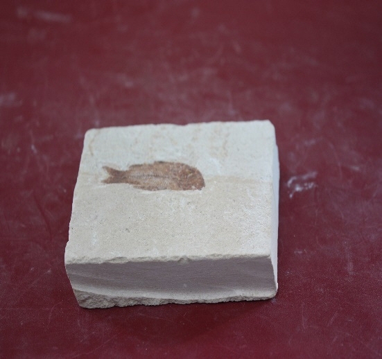 1321-1325. 어류화석 (대표사진) 1