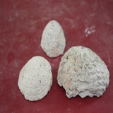 1326-1330. 솔방울화석 (대표사진)