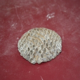 1331-1345. 솔방울화석 (대표사진)