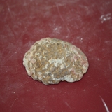 1346-1350. 솔방울화석 (대표사진)