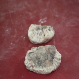 1351-1353. 솔방울화석 (대표사진)