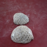 1354-1357. 솔방울화석 (대표사진)