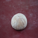 1361-1365. 성게화석 (대표사진)