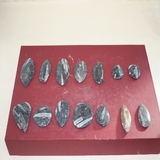 1396-1400. 직선오징어화석 (대표사진)