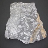 1411-1415. 식물화석 (대표사진)