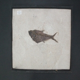 1441-1445. 어류화석 (대표사진)