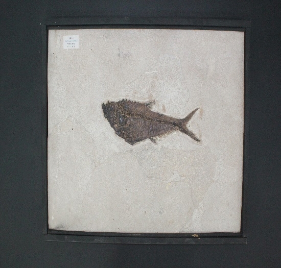 1441-1445. 어류화석 (대표사진) 1