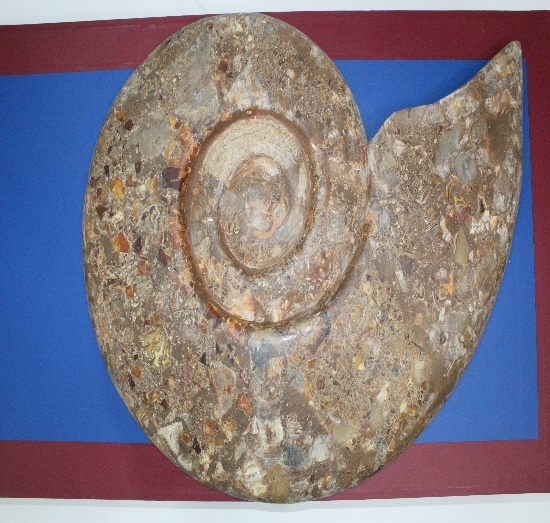 1446-1470. 암모나이트 (대표사진) 1