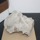 1487-1581. 낙타이빨화석 (대표사진)