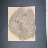 1582-1585. 복족류화석 (대표사진)